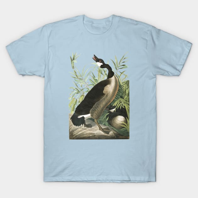 Audubons Canada Goose T-Shirt by Dystopianpalace